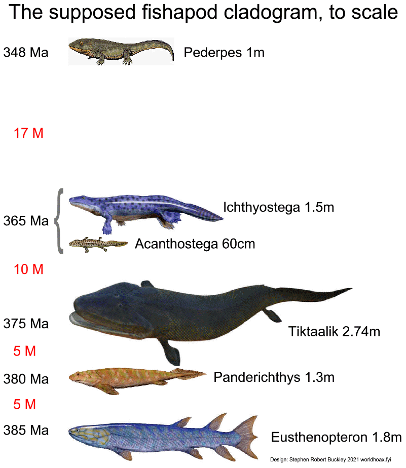 A cladogram of the evolution of tetrapods showing some of the best-known transitional fossils. Here scaled.
