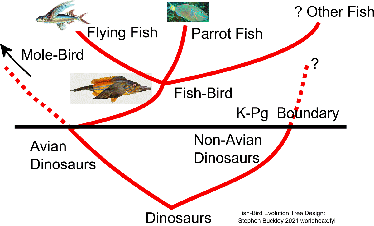 Evolution tree for the Fish-Bird Image:Evolution tree for the Fish-Bird