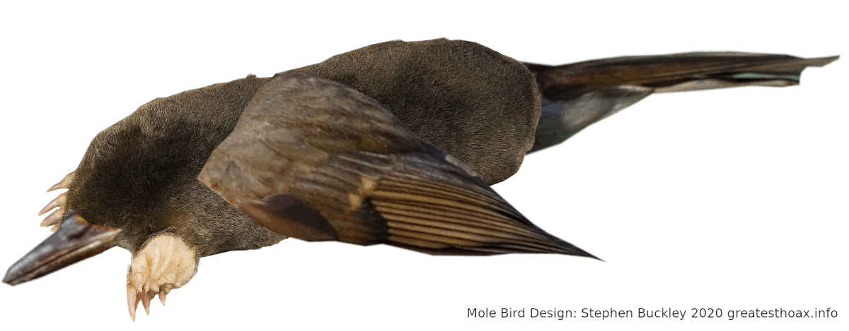 Mole-Bird Image:Mole-Bird