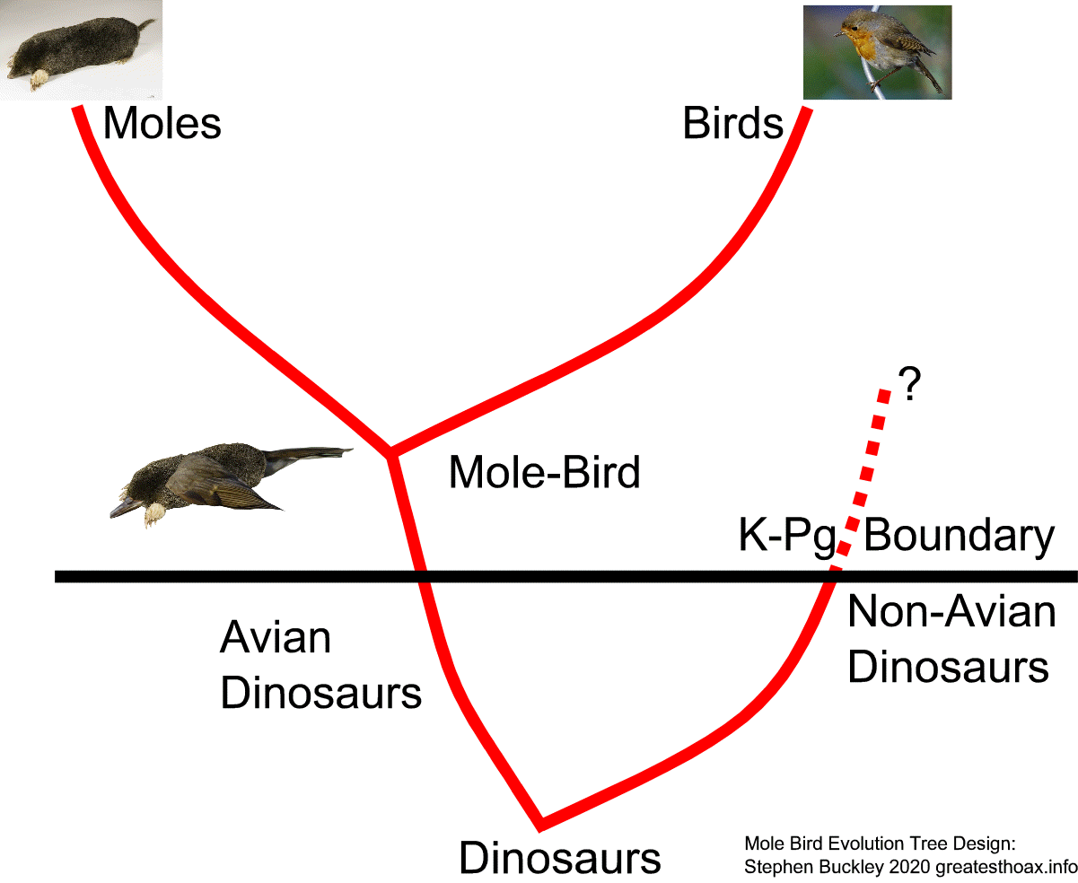Evolution tree for the Mole-Bird Image:Evolution tree for the Mole-Bird